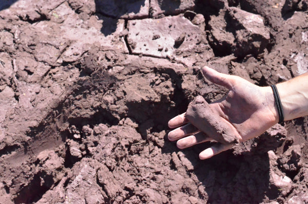 Wild Local Clay Workshop (June 2026)