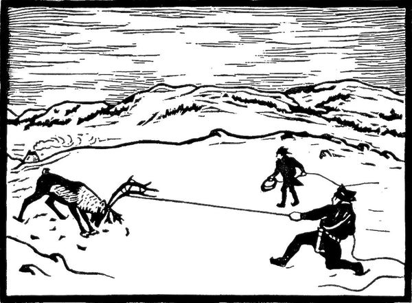 Reindeer A Tale of Nature and Survival in a Changing North